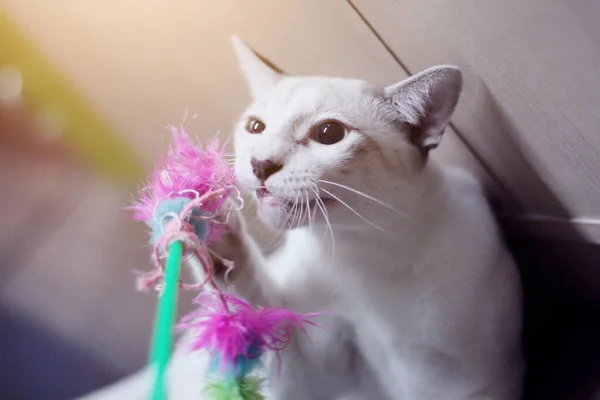 Kucing Putih Bermain Dan Menikmati Dengan Mainan — Stok Foto