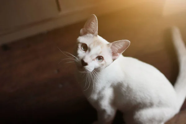 Gatinho Branco Gato Sentado Desfrutar Chão Madeira Com Luz Solar — Fotografia de Stock