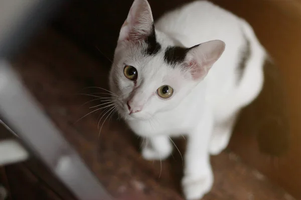 Kedicik, beyaz kedi oturuyor ve güneş ışığıyla birlikte ahşap zeminin tadını çıkarıyor.