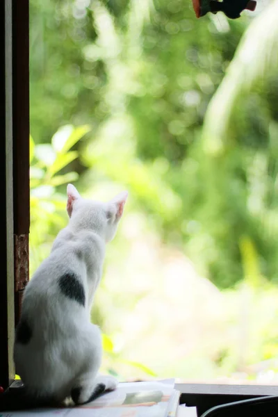 Kitten White Cat Sitting Enjoy Window Sunlight Nature — Stock Photo, Image