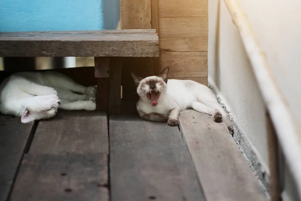 Kotě Bílá Kočka Siamská Kočka Spící Podlaze — Stock fotografie
