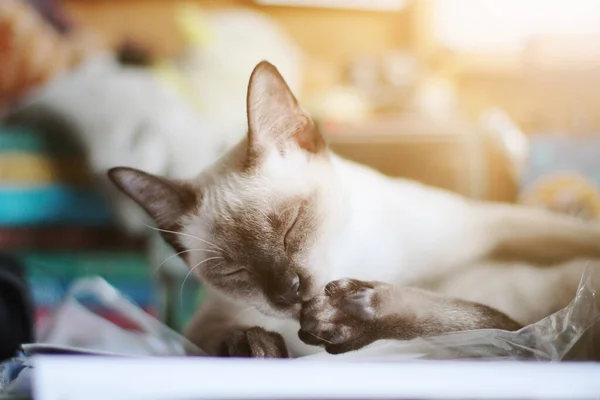 Siamese Cat Relaxar Dormir Mesa Perto Janela Com Luz Solar — Fotografia de Stock