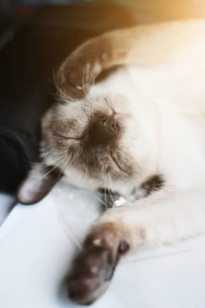 Siamese Cat Relaxar Dormir Mesa Perto Janela Com Luz Solar — Fotografia de Stock