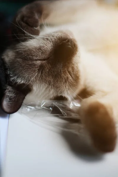 シアメーズキャットは日光で窓の近くのテーブルの上でリラックスして寝ています — ストック写真