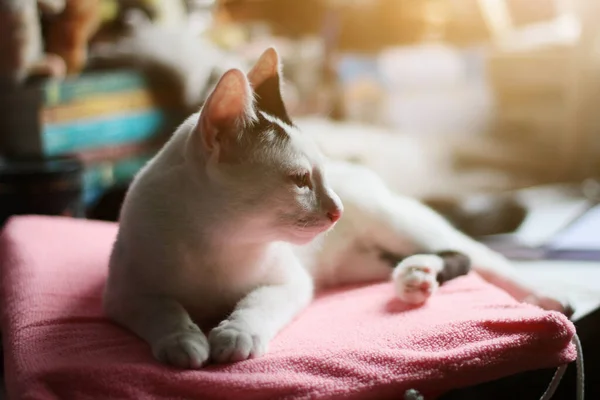 子猫の白い猫が座っていて ピンクのクッションで日光浴を楽しむ — ストック写真