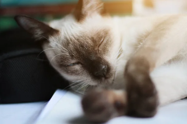 Siamese Cat Relax Sleeping Table Window Sunlight — Stock Photo, Image