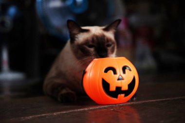 Gülen Cadılar Bayramı balkabağı kafası ve tahta zeminde güneş ışığı ve gölgede mutlu bir kedi. Cadılar Bayramı konsepti.