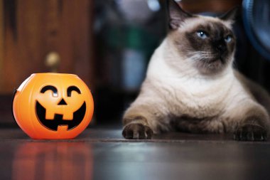 Gülen Cadılar Bayramı balkabağı kafası ve tahta zeminde güneş ışığı ve gölgede mutlu bir kedi. Cadılar Bayramı konsepti.