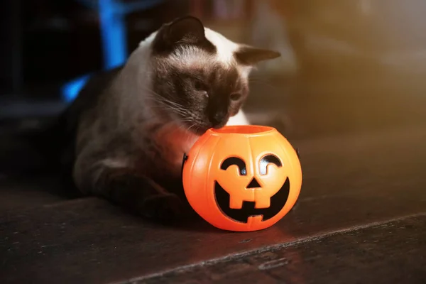 Smiling Halloween Pumpkin Head Happy Siam Cat Wooden Floor Natural — Stock Photo, Image