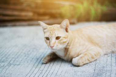 Turuncu kedi bahçede güneş ışığıyla yerde oturuyor.