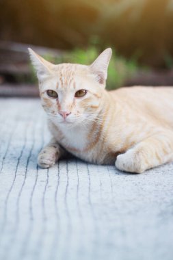 Turuncu kedi bahçede güneş ışığıyla yerde oturuyor.