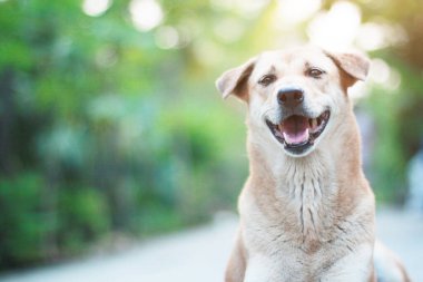 Kahverengi köpek rahatla ve bahçede otur.