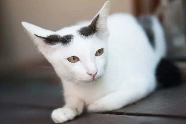 Kitten White Cat Sitting Enjoy Wood Terrace Sunlight — Stock Photo, Image