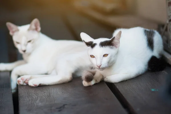 Dvě Kočky Koťátka Sedí Užívají Dřevěné Terase Slunečním Světlem — Stock fotografie