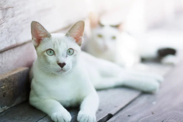 Dvě Kočky Koťátka Sedí Užívají Dřevěné Terase Slunečním Světlem — Stock fotografie