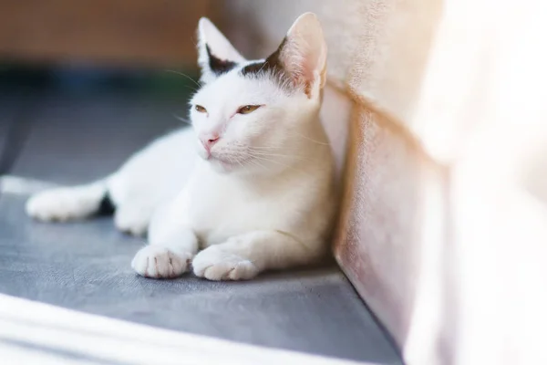 Ψιψίνα Λευκή Γάτα Κάθεται Και Απολαύσετε Ξύλινη Βεράντα Φως Του — Φωτογραφία Αρχείου