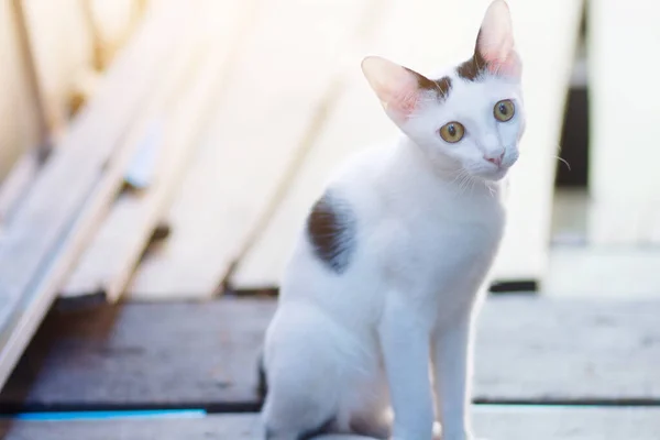 Котенок Белая Кошка Сидит Наслаждается Террасе Солнечным Светом — стоковое фото