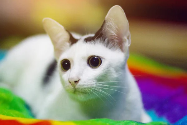 Gatinho Branco Gato Sentado Desfrutar Almofadas Coloridas — Fotografia de Stock