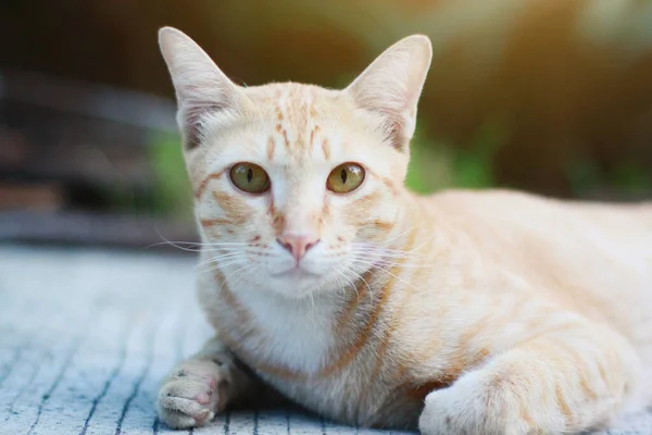 Оранжевая Кошка Сидящая Полу Солнечным Светом Саду — стоковое фото