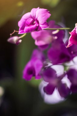 Bahçede yeşil arka planda güneş ışığı olan pembe leylak orkidesi.