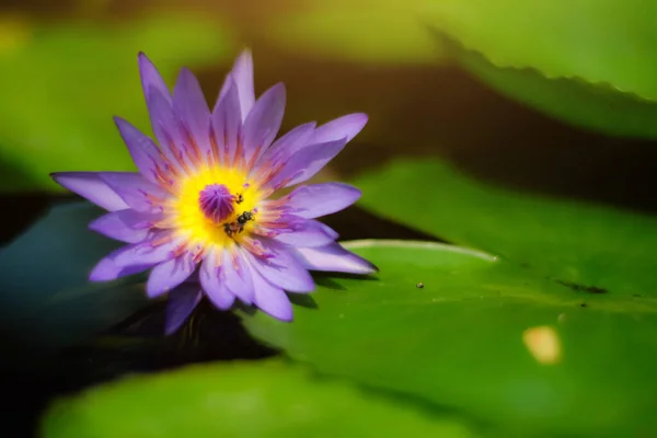 Abejas Flor Rosa Loto Lirio Agua Floreciente Nymphaea Stellata Willd — Foto de Stock