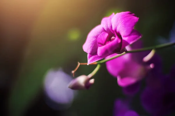 Růžová Lilac Orchidej Slunečním Světlem Zahradě Zeleném Přírodním Pozadí — Stock fotografie
