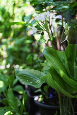 Bahçede beyaz çiçek bitkisi