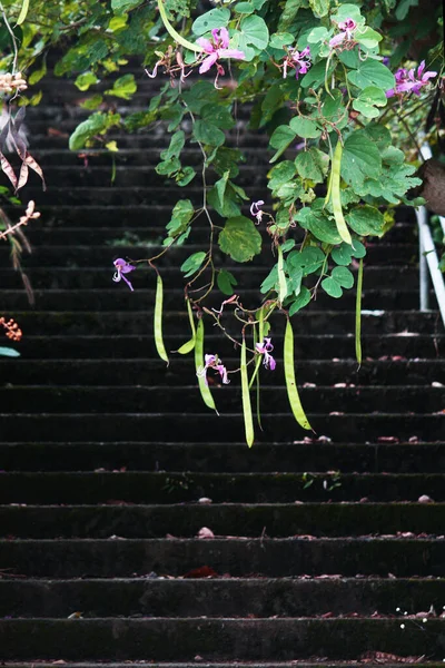 Blomsterrosa Plogar Bukett Tropisk Trädgård Och Vårsäsong — Stockfoto