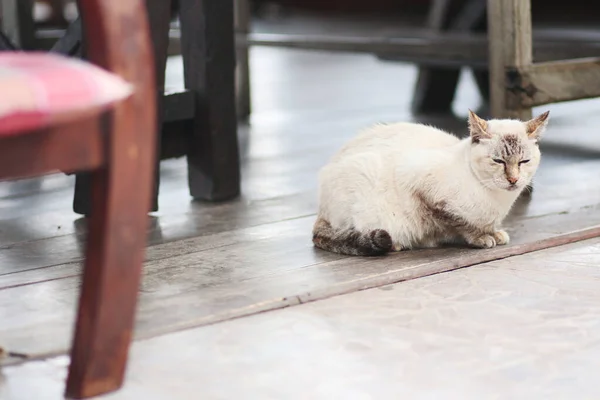 Gris Rayas Gato Disfrutar Sentado Madera Piso —  Fotos de Stock