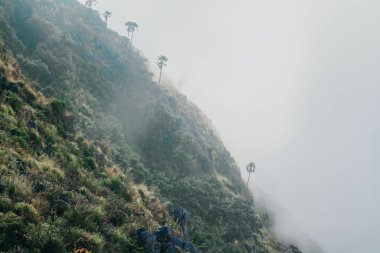 Güzel manzara sabah sisi ve güneşin doğuşu Tayland 'ın kuzeyindeki ormandaki sise parlıyor..
