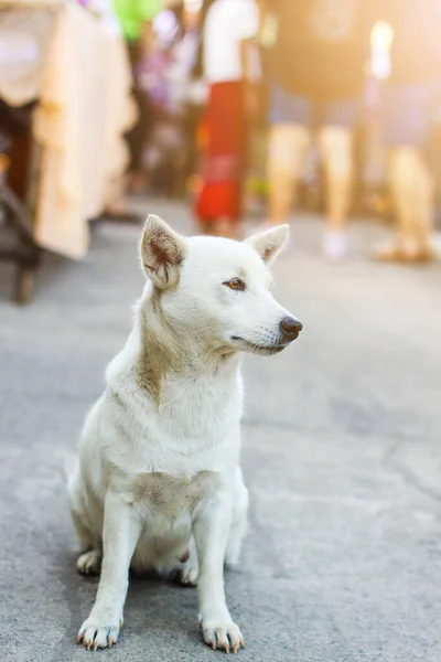 White Dog Sitting Concrete Floor — Stock Photo, Image