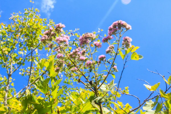 Lindas Flores Piscar Selvagem Floresta Com Luz Solar Céu Azul — Fotografia de Stock