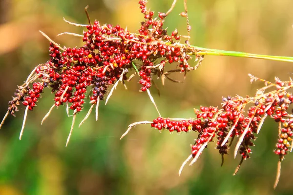 Schöne Wilde Rote Beerenfrüchte Und Blumen Mit Sonnenlicht Auf Dem — Stockfoto