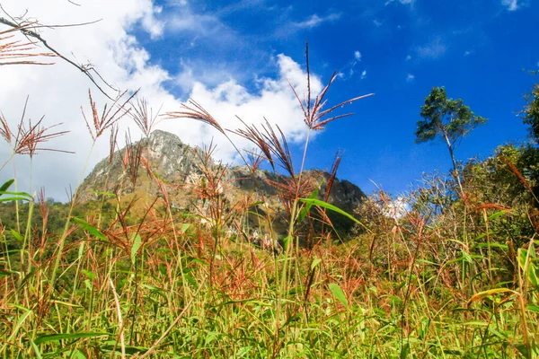 美しい草の花岩だらけの石灰岩の山と青い空の緑の森の風景タイ チェンマイのチェンマイ国立公園 — ストック写真