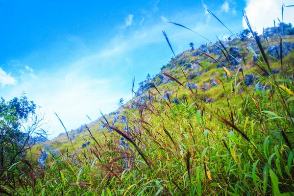 美しい草の花岩だらけの石灰岩の山と青い空の緑の森の風景タイ チェンマイのチェンマイ国立公園 — ストック写真