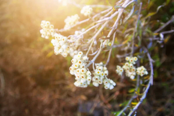 Schöne Wilde Weiße Blumen Mit Sonnenlicht Auf Dem Berg — Stockfoto