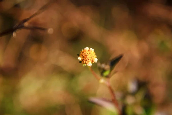 Bidens Bipinnata Linn Divoké Květiny Hoře Chiang Dao Chiangmai Thajsku — Stock fotografie