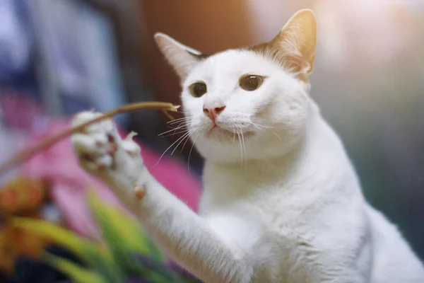 White Cat Playing Enjoy Wood Terrace — Stock Photo, Image