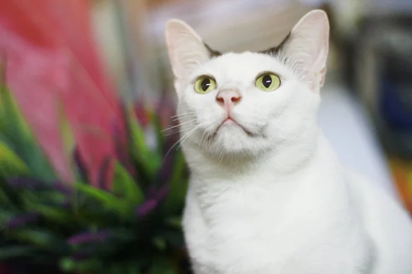 Gato Blanco Sentado Disfrutando Terraza Madera —  Fotos de Stock