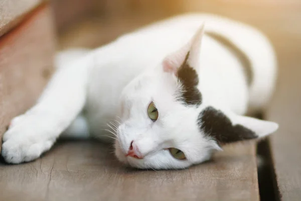 Gato Branco Dormir Desfrutar Terraço Madeira — Fotografia de Stock