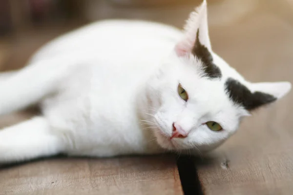 Gato Branco Dormir Desfrutar Terraço Madeira — Fotografia de Stock