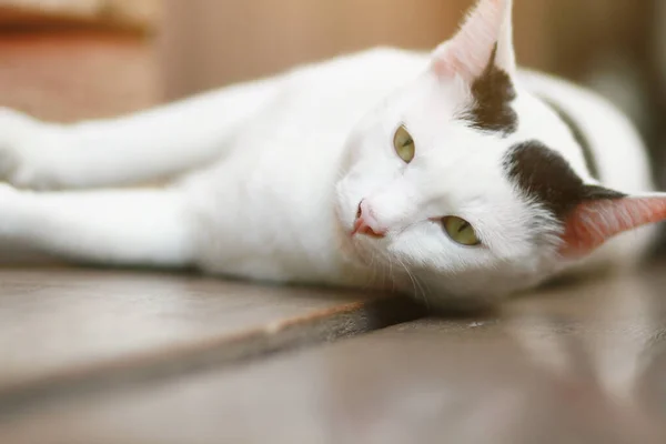 Gato Blanco Dormir Disfrutar Terraza Madera —  Fotos de Stock