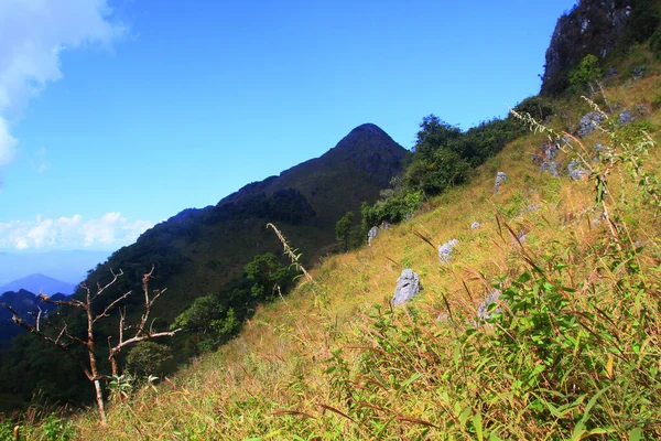 Bellissimi Fiori Erba Paesaggio Rocce Calcaree Montagna Foresta Verde Con — Foto Stock