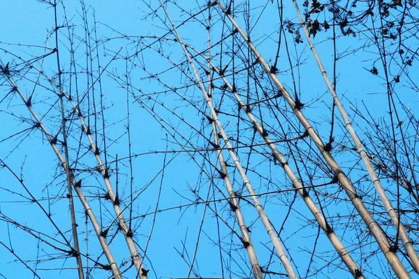 Dağdaki Ormanda Masmavi Gökyüzüne Karşı Kuru Bambu Ağaçları — Stok fotoğraf