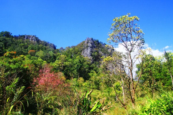 Grüner Wald Und Dschungel Mit Blauem Himmel Berg — Stockfoto