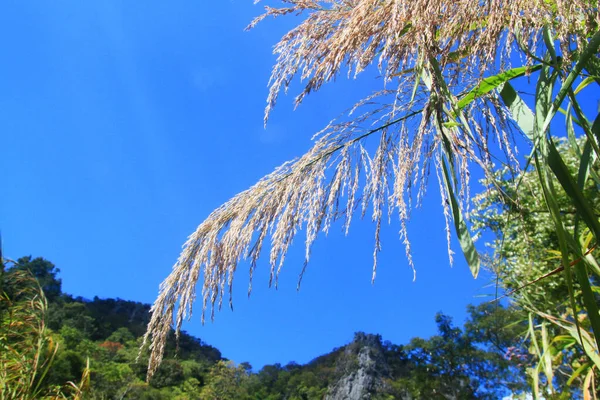 Цветы Дикой Травы Горе Голубое Небо Лесу — стоковое фото
