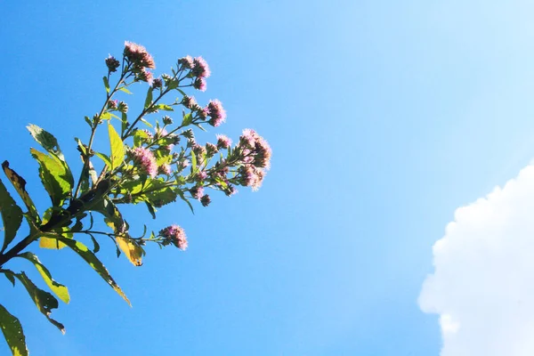 Lindas Flores Selvagens Com Céu Azul Montanha — Fotografia de Stock