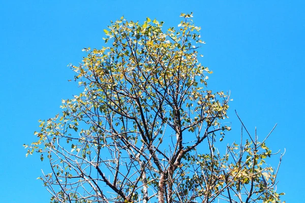 Forma Bonita Galho Árvore Contra Céu Azul — Fotografia de Stock