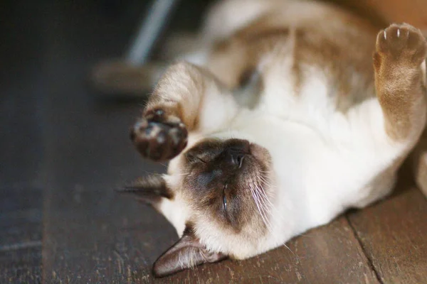 Leuke Siamese Kat Genieten Slapen Houten Vloer Huis — Stockfoto