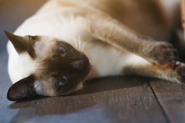 Симпатичная Сиамская Кошка Наслаждается Спит Деревянном Полу Доме — стоковое фото